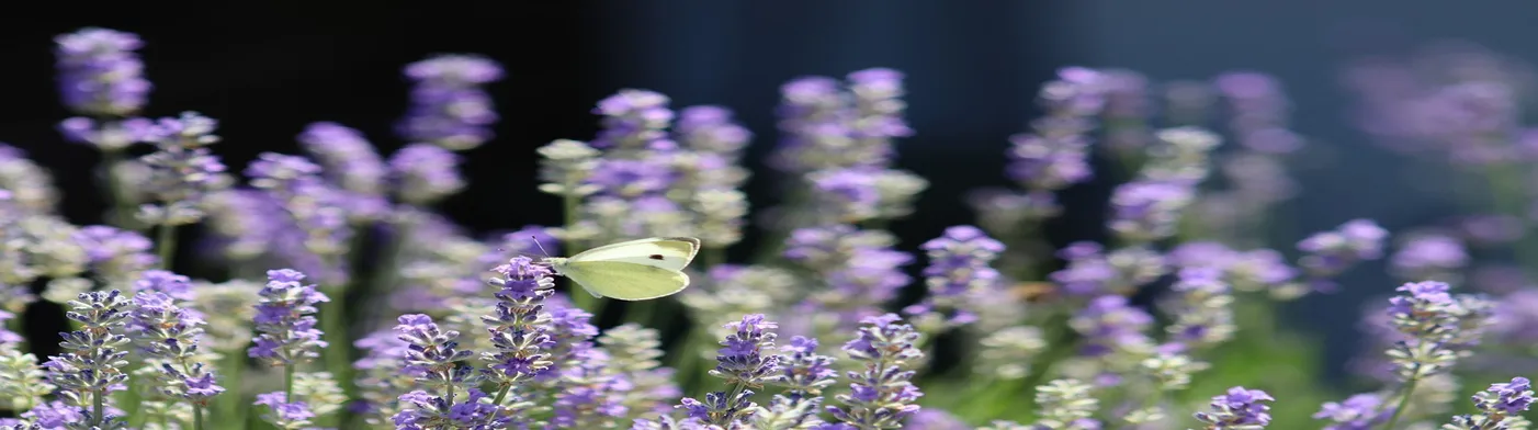 법무법인 서앤율